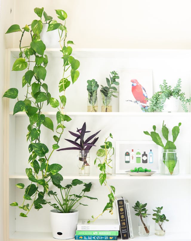pexels-elletakesphotos-2069425 organized home